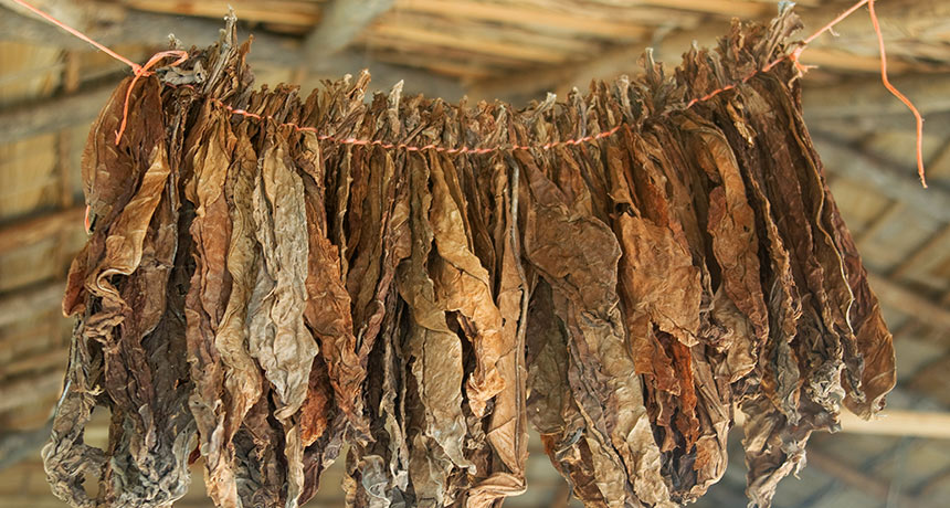 drying tobacco leaves