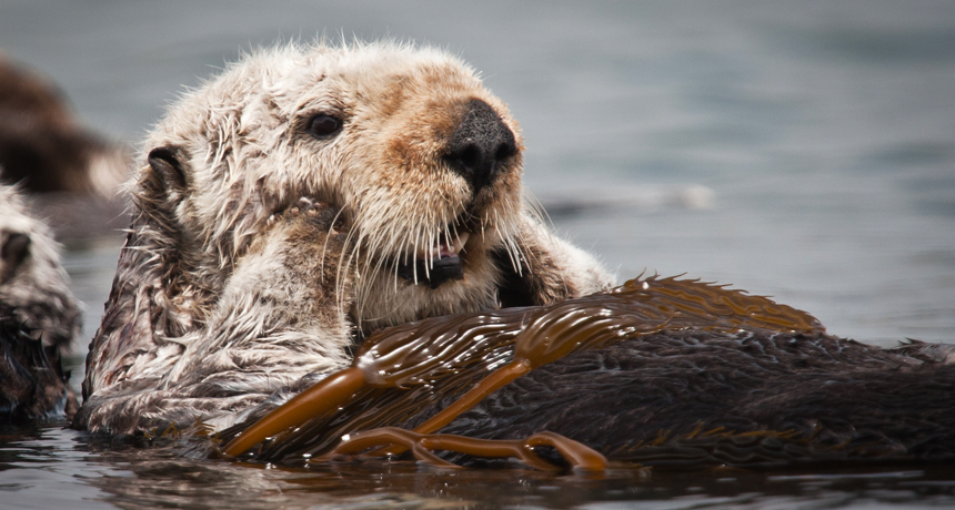 sea otter