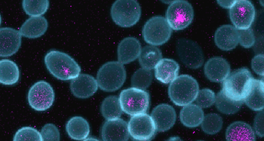 Гибриды бактерий. Флуоресцентная микроскопия Escherichia coli. Гибриды микроорганизмов. Вуалевидные клетки. Гибридные клетки.