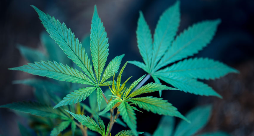 cannabis plant