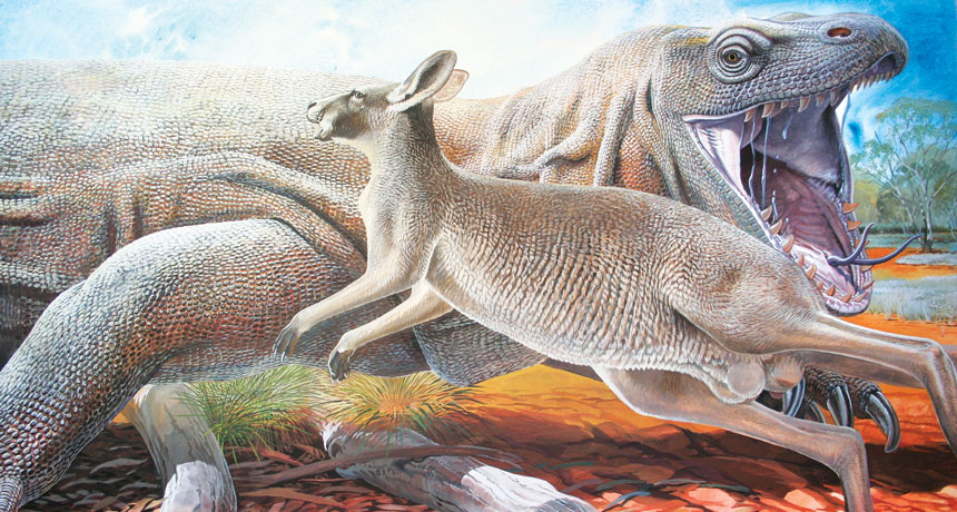 Goanna