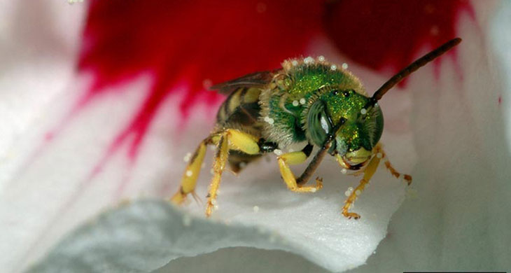Hemp fields offer a late-season pollen source for stressed bees