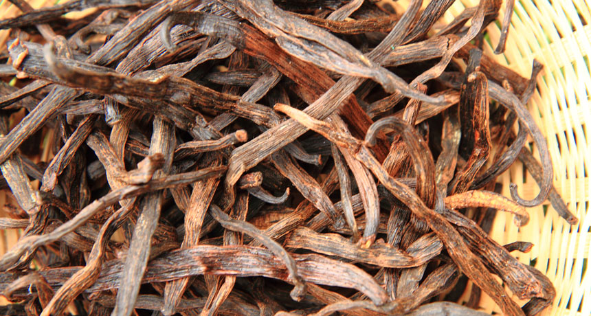 vanilla beans