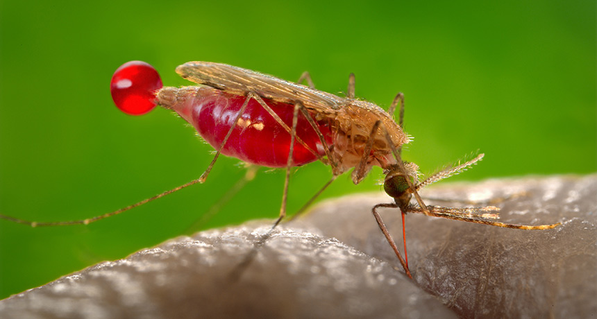 mosquito