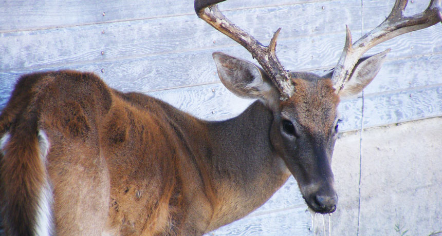 Some soil compounds may fight the spread of chronic wasting disease | Science News Some soil compounds may fight the spread of chronic wasting disease | Science News