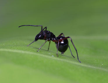 jumping spider