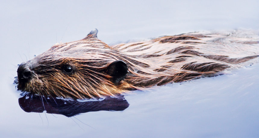 beaver swimming