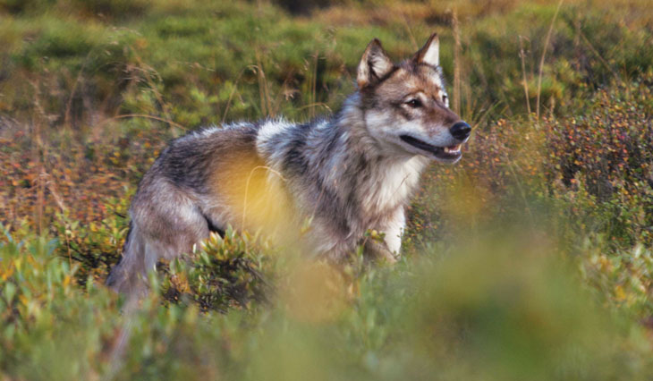 a photo of a wolf