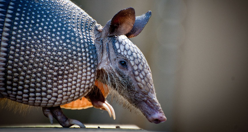 Nine-banded armadillo