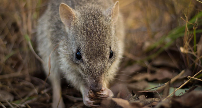 northern Australian bettong