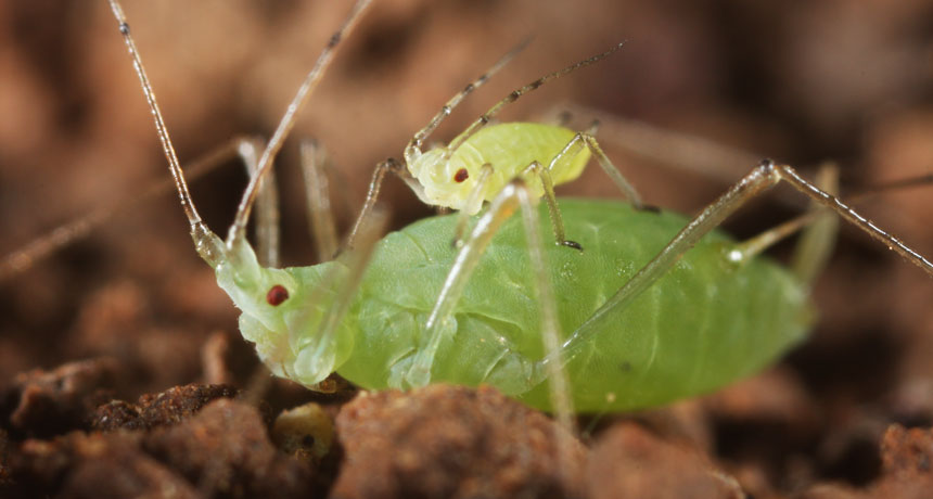 pea aphid