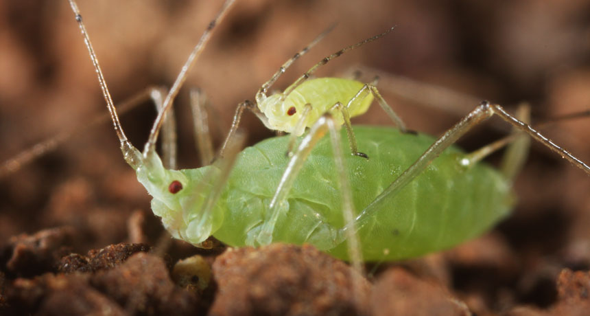 pea aphid