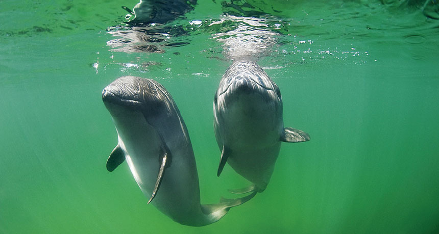 harbor porpoise