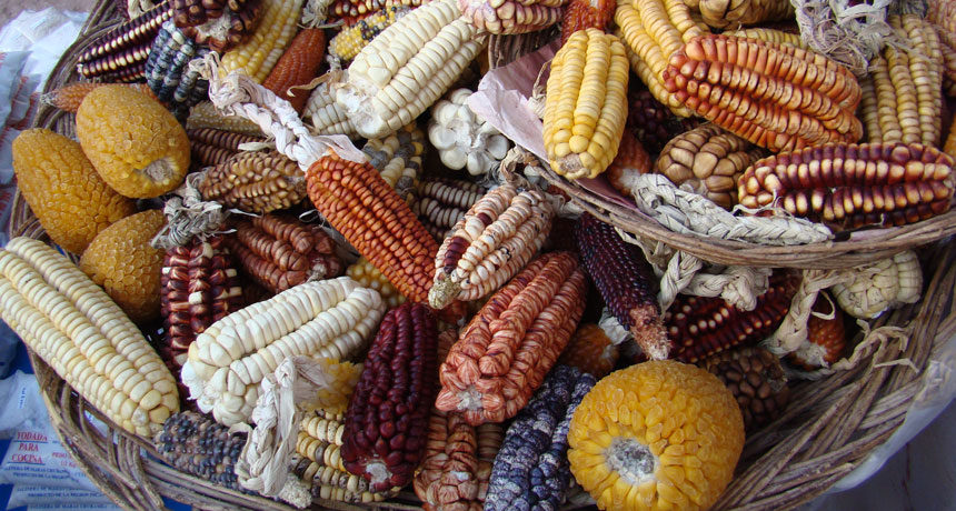 South American maize varieties