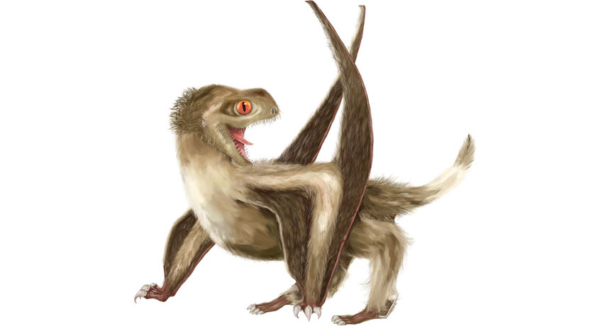 pterosaur illustration