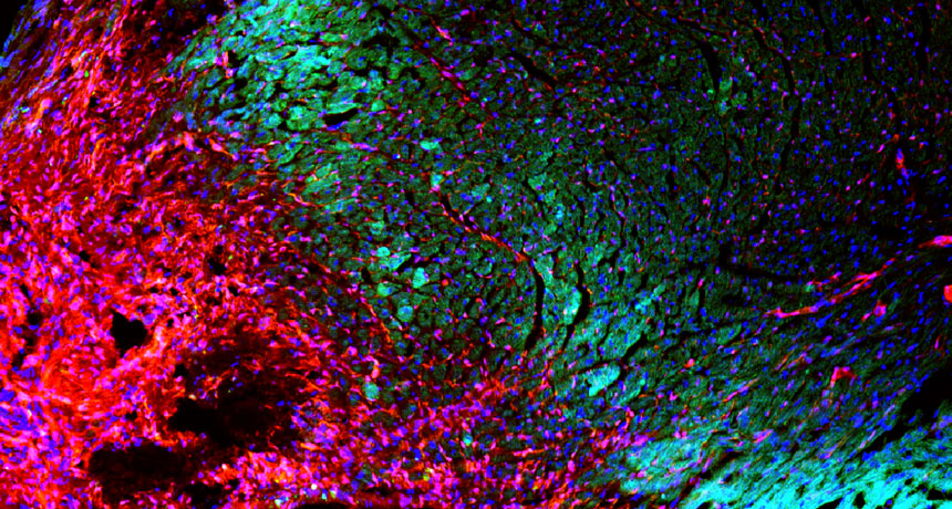 cells dividing