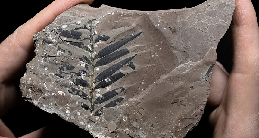 conifer fossil