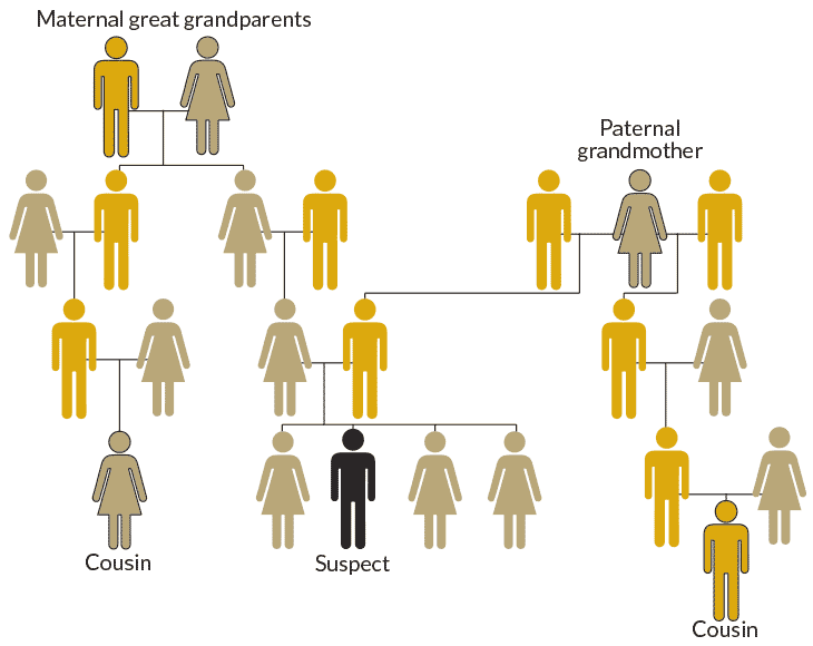 family tree