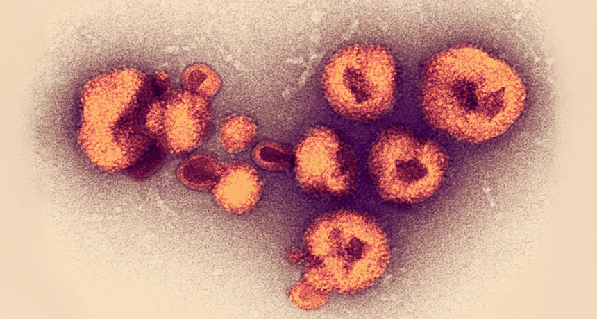 Lassa virus