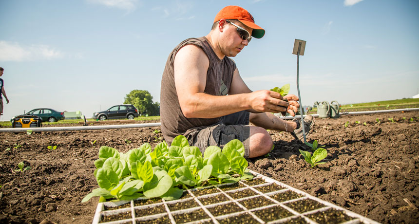 tobacco farmer