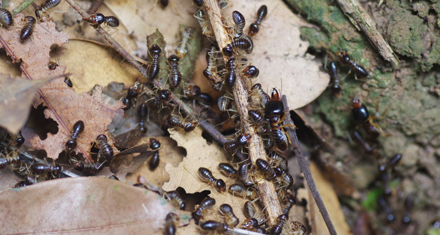Macrotermes termites