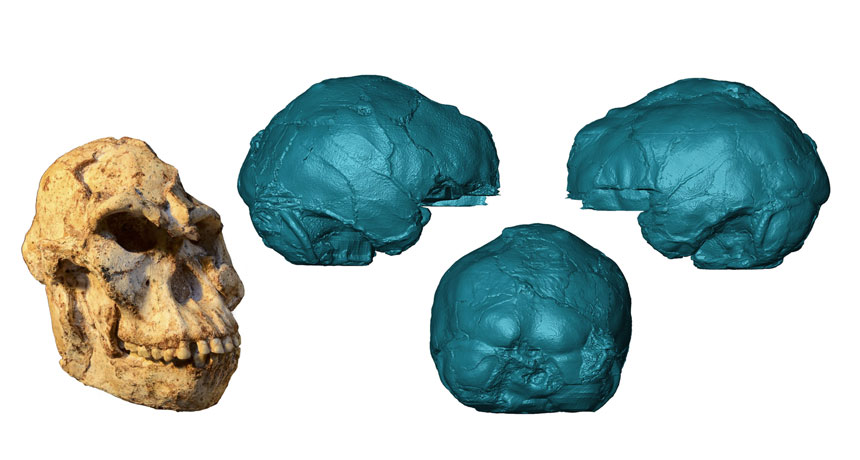 Little Foot skulls