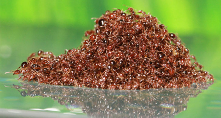 Fire ants