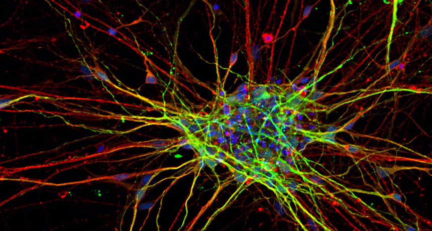 nerve cells