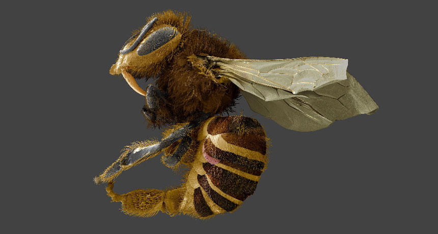 honeybee with a Varroa destructor mite