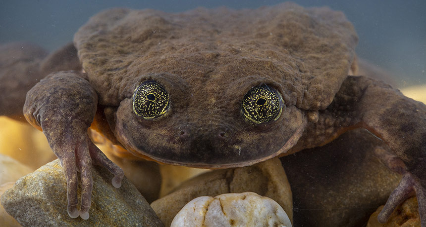 Sehuencas water frog