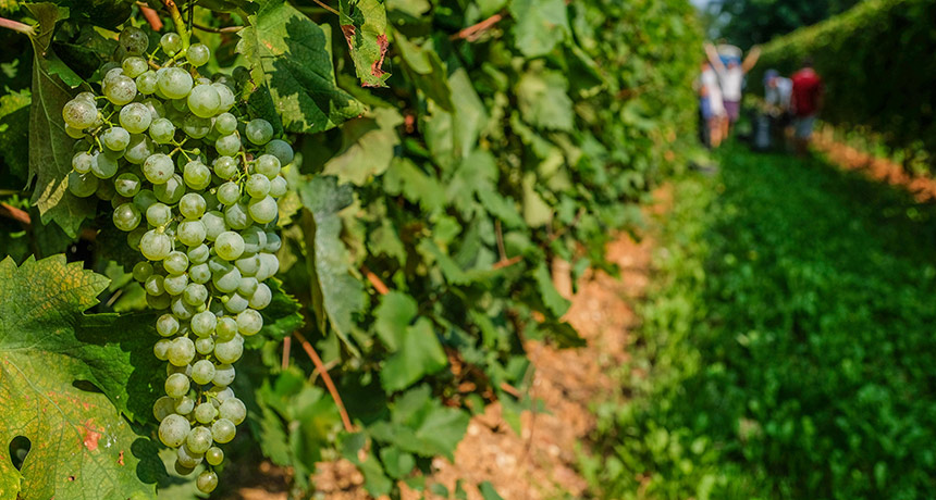 Prosecco vineyard