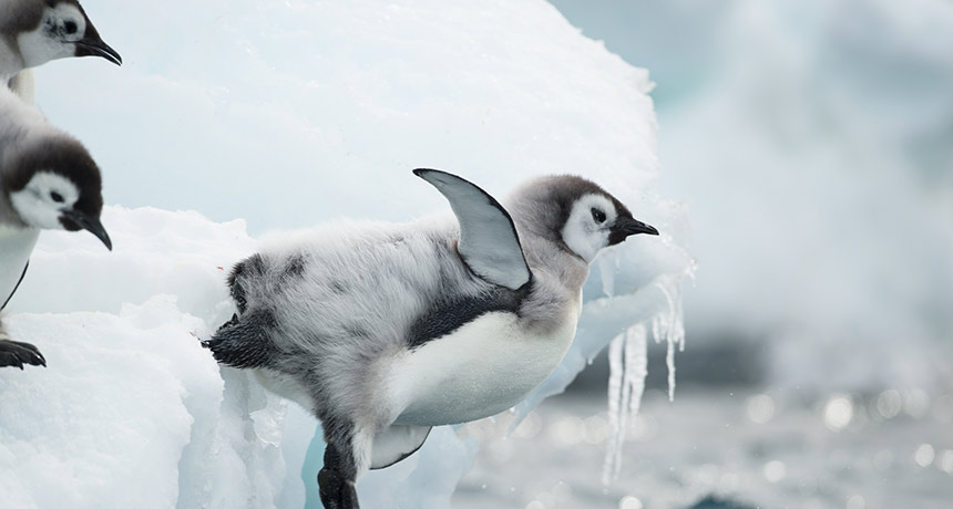 Emperor penguins