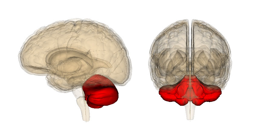 brain illustration
