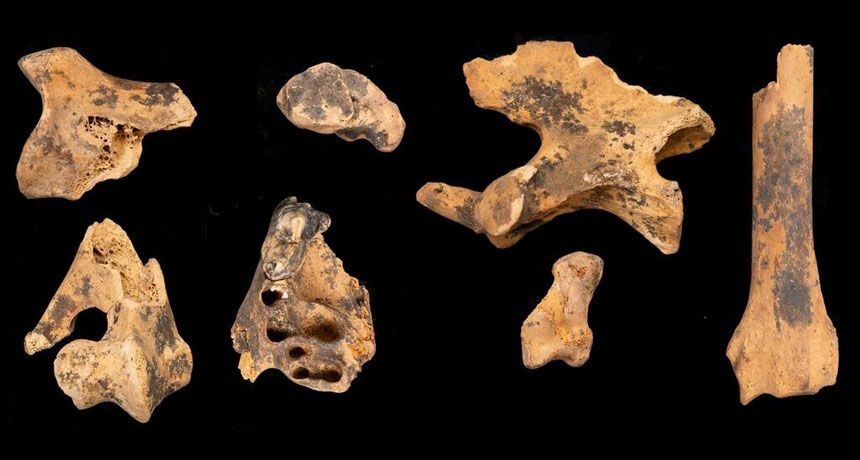 canine bones