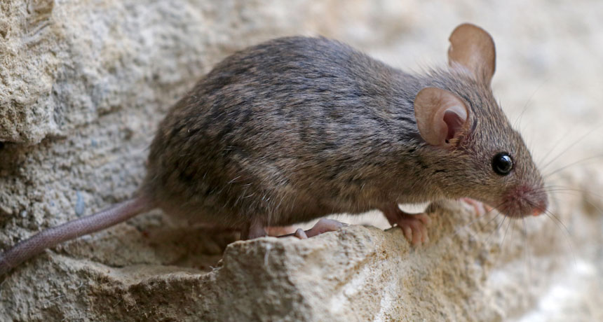 mouse