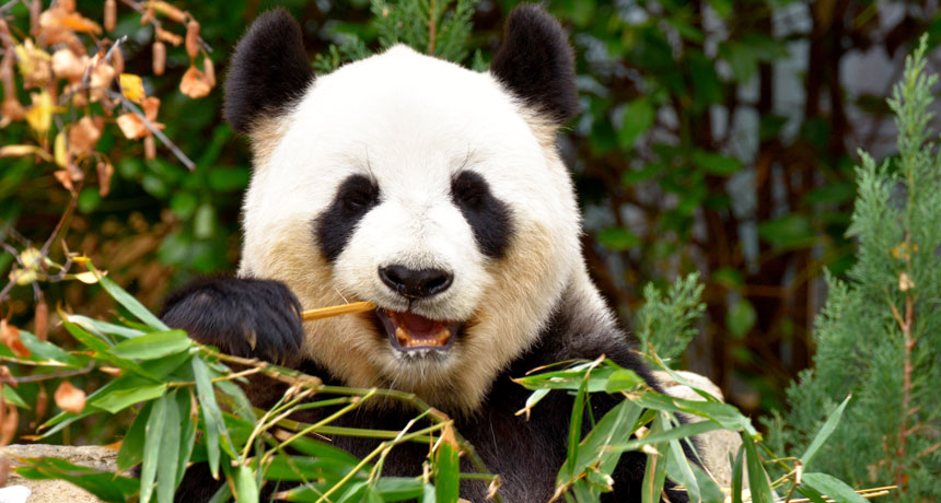 Giant Pandas May Have Only Recently Switched To Eating Mostly Bamboo Science News