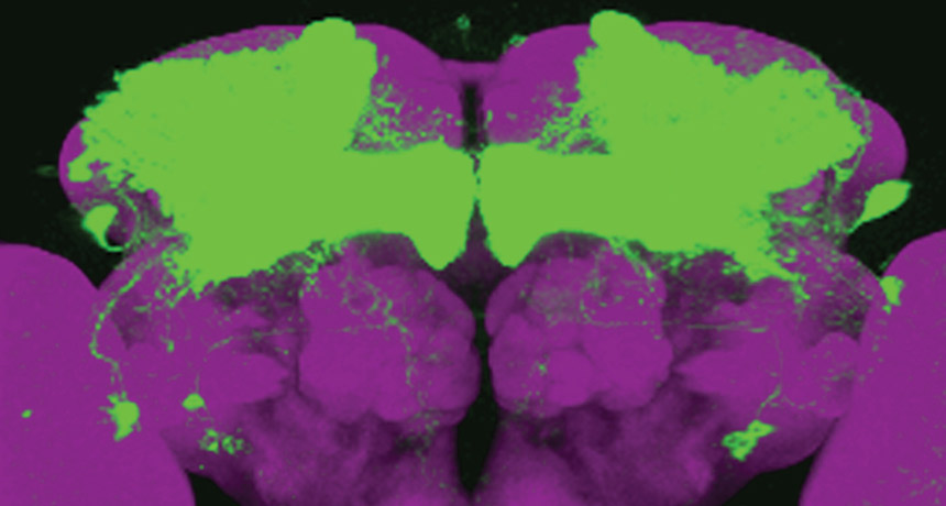 fruit fly brain