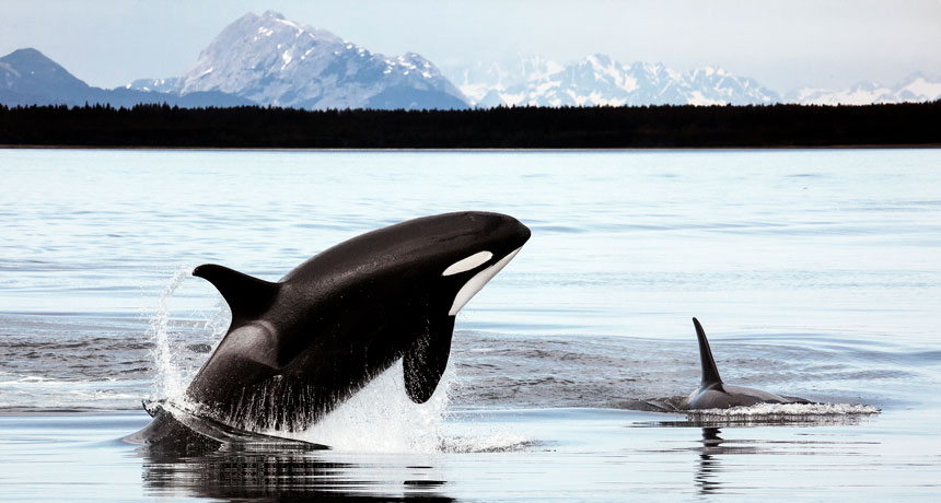 50 years ago, scientists studied orcas in the wild for the first time