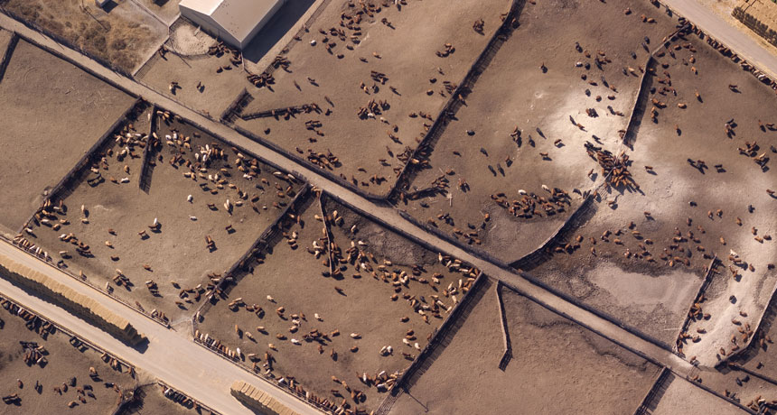 animal feedlots