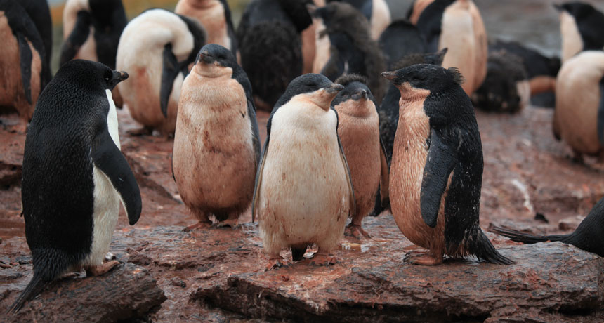 penguins