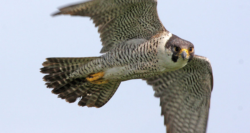 peregrine falcon