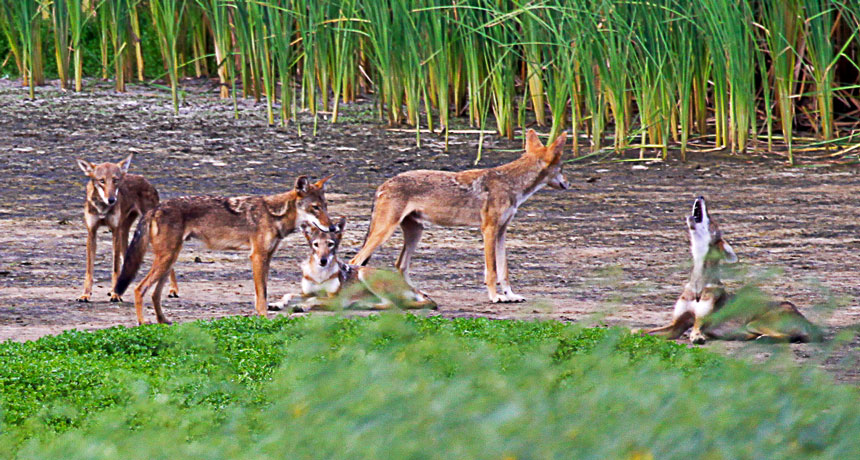 red wolves