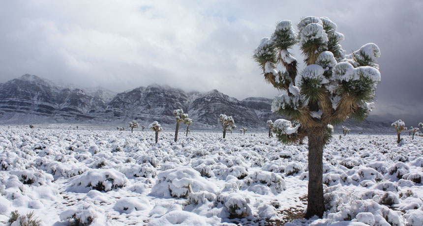 joshua tree