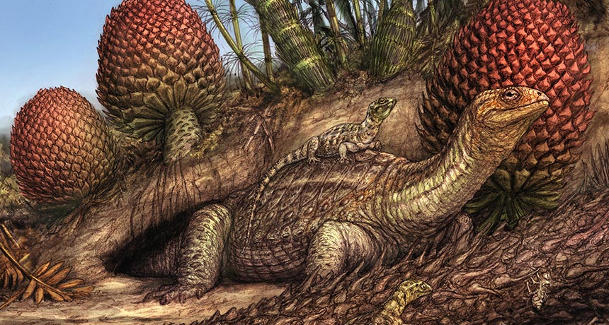 Pappochelys rosinae