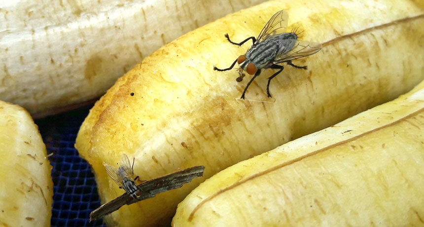 House fly