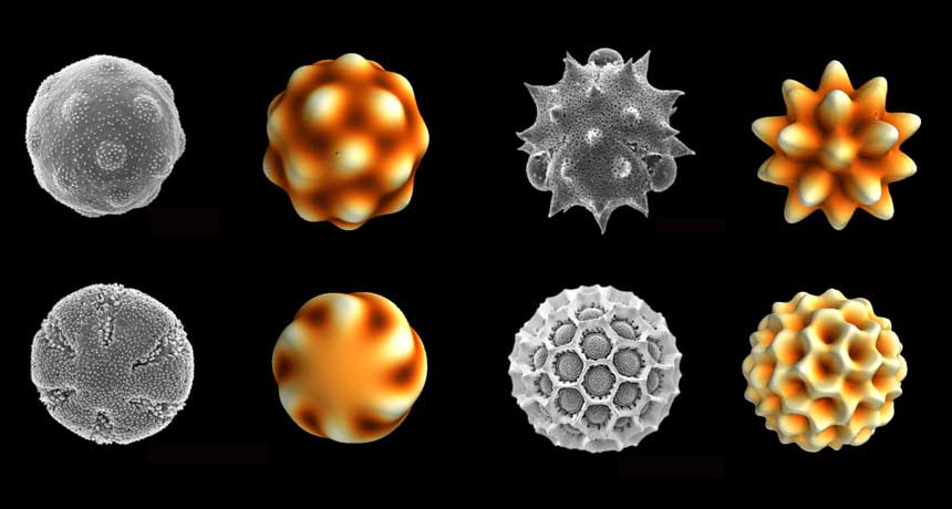 pollen shapes