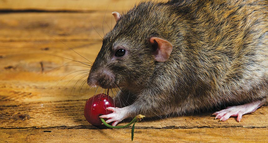 Neurons combine place and taste to make food maps | Science News Neurons combine place and taste to make food maps | Science News