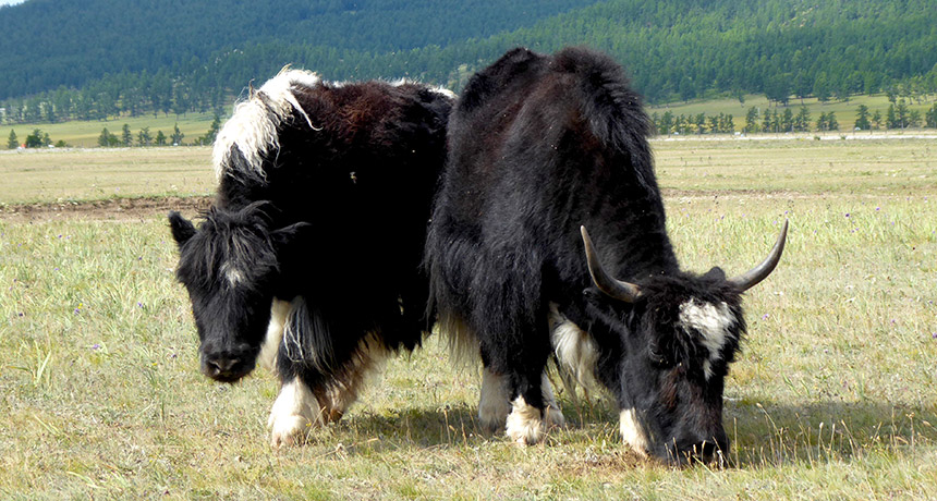 yaks in Mongolia
