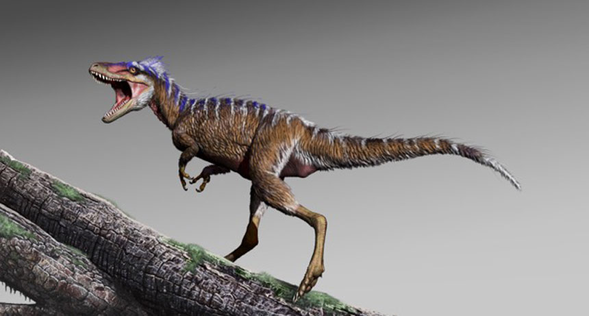 Moros intrepidus