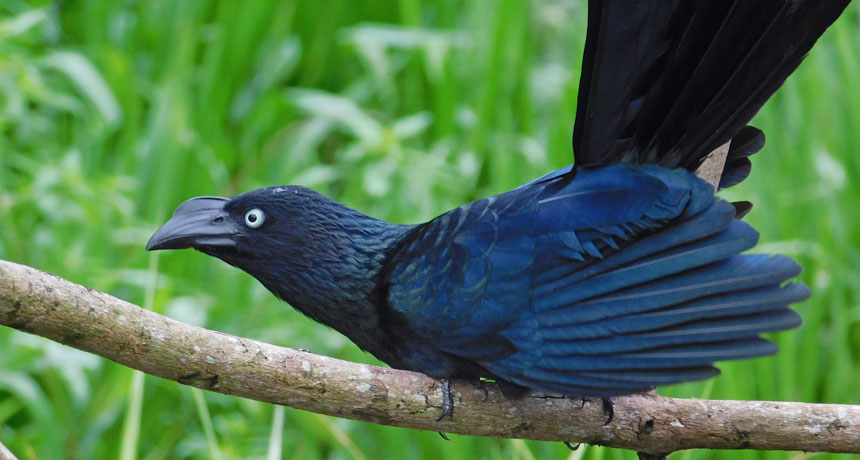 greater ani bird